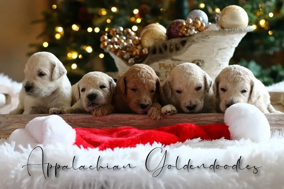 Upcoming Christmas Puppies 2023