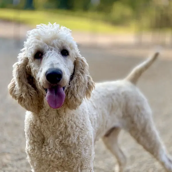 Cooper Our AKC Standard Poodle