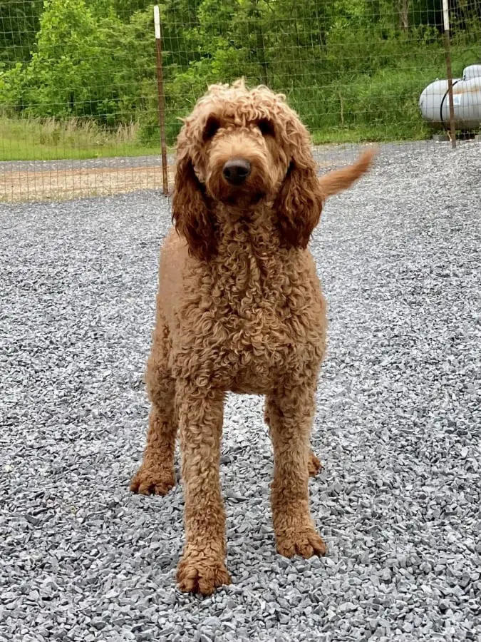 Ginger, Our Red F1 English Goldendoodle