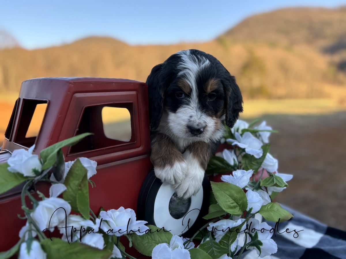 Upcomig puppies