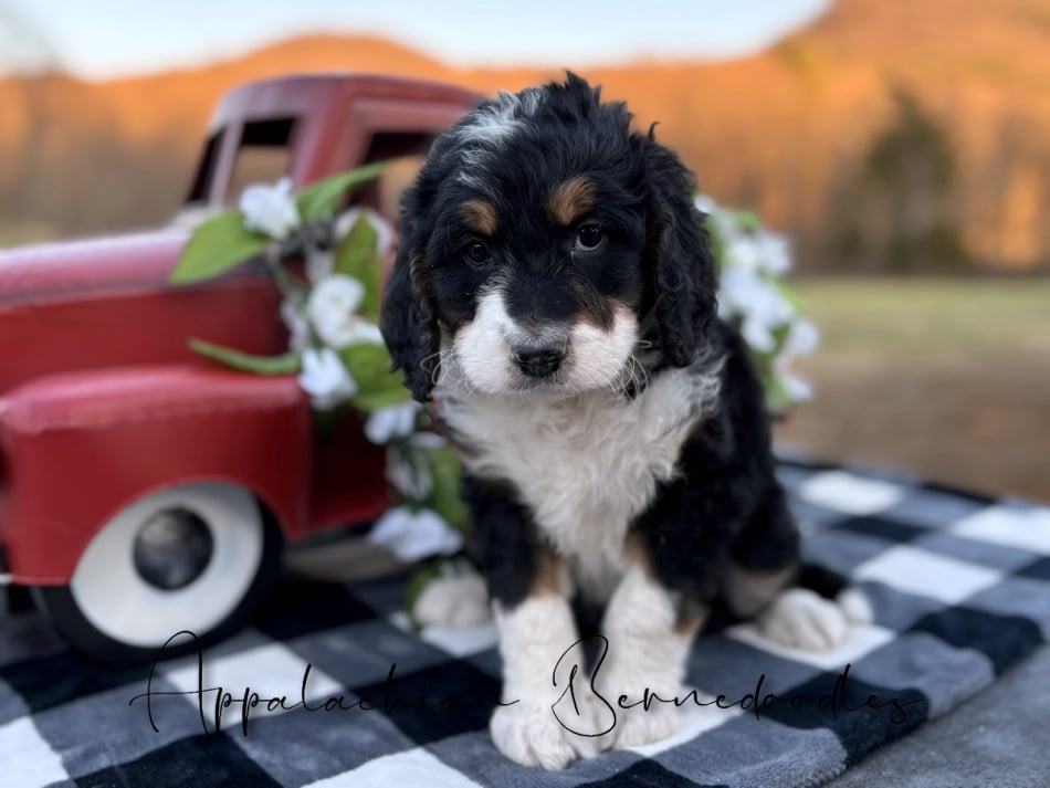 Chanels F1 Bernedoodle puppies