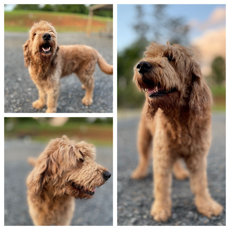 Yogi Our Red F1 English Goldendoodle