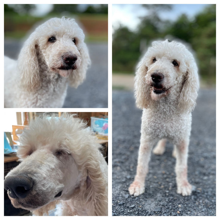 Harley Our AKC Standard Poodle