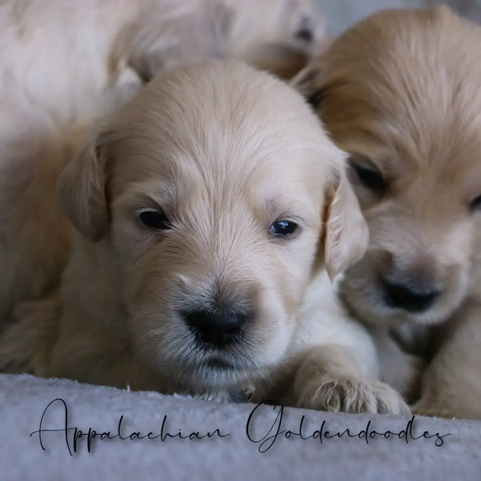 Zoyas Goldendoodle puppies