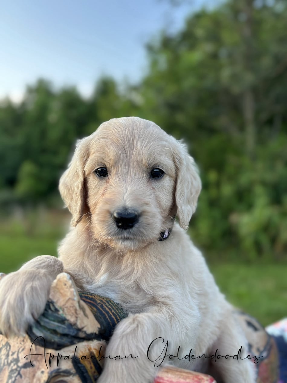 Zoyas Goldendoodle puppies