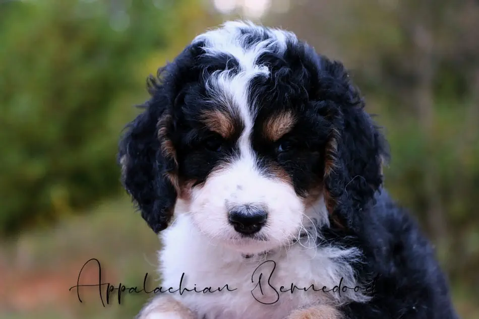 Chanels F1 Bernedoodle puppies