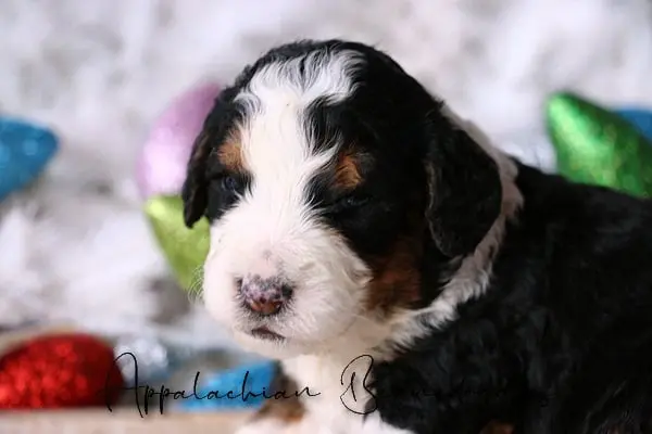Cocos F1 Bernedoodle puppies