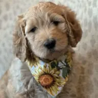 Absolutely Sweet Appalachian Goldendoodle Puppies