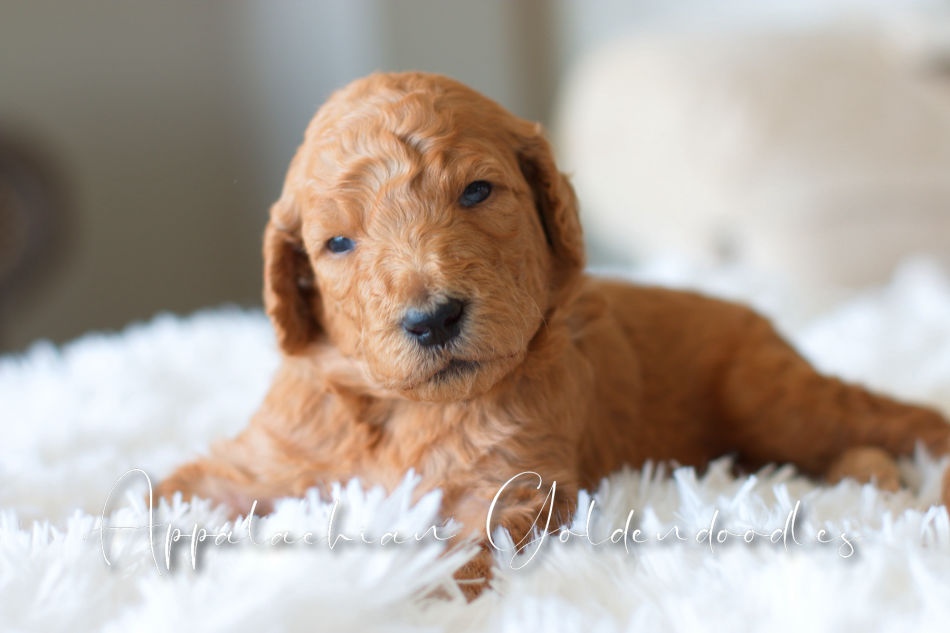 mini f1b english teddybear goldendoodles