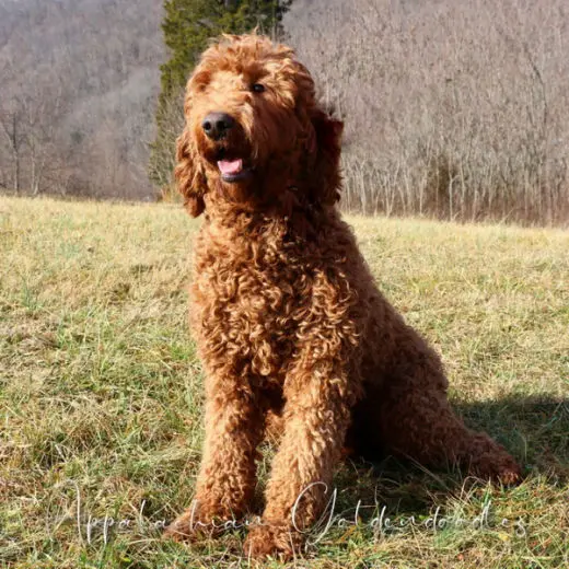 Nutmeg, Our Red F1 English Goldendoodle