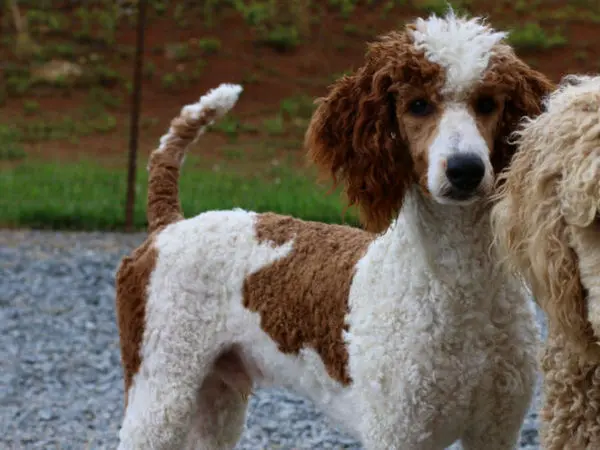 Patches, Our AKC Red/White Moen Poodle