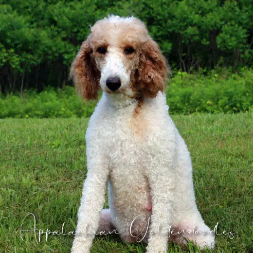 Piper, Our AKC Moen Red/White Poodle