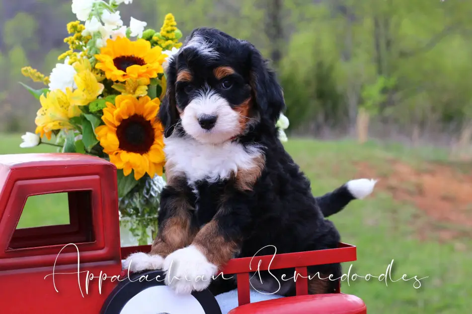 Upcoming Bernedoodle puppies