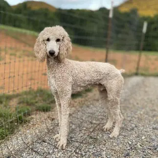Teddy Our AKC Standard Poodle