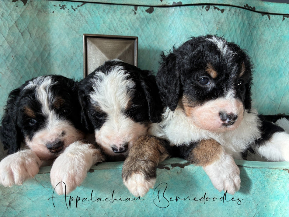 Chanels F1 Bernedoodle puppies