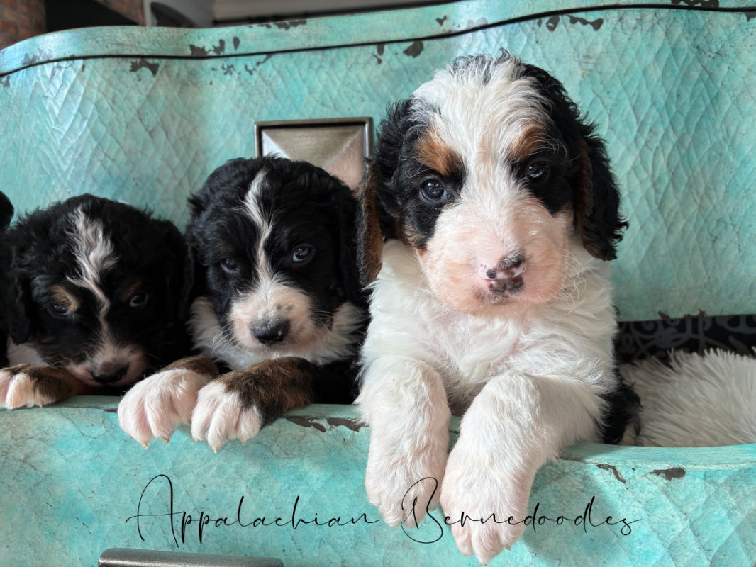 Bernedoodle puppies