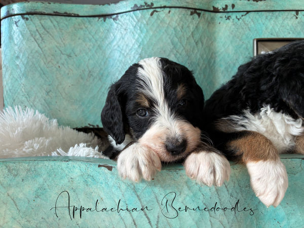 Bernedoodle puppies