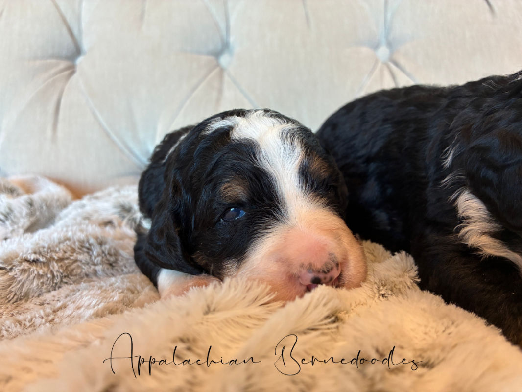 Bernedoodle puppies