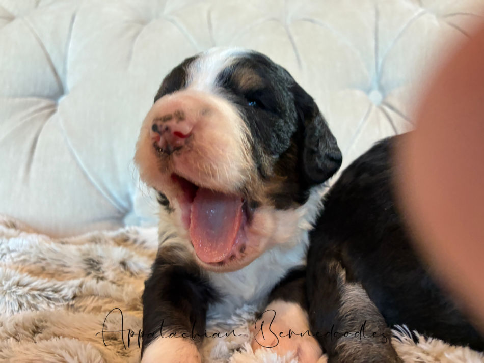 Chanels F1 Bernedoodle puppies