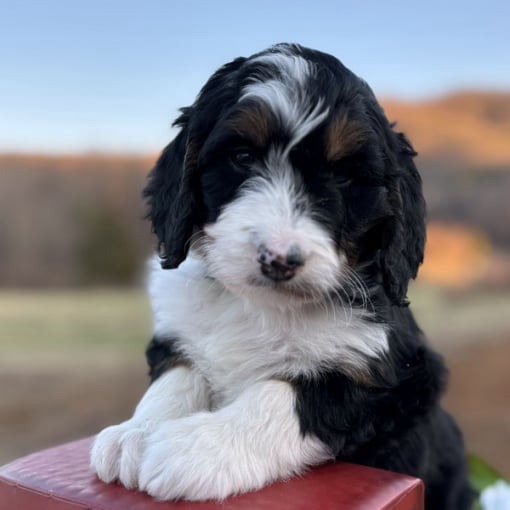 Upcoming Bernedoodle Puppies