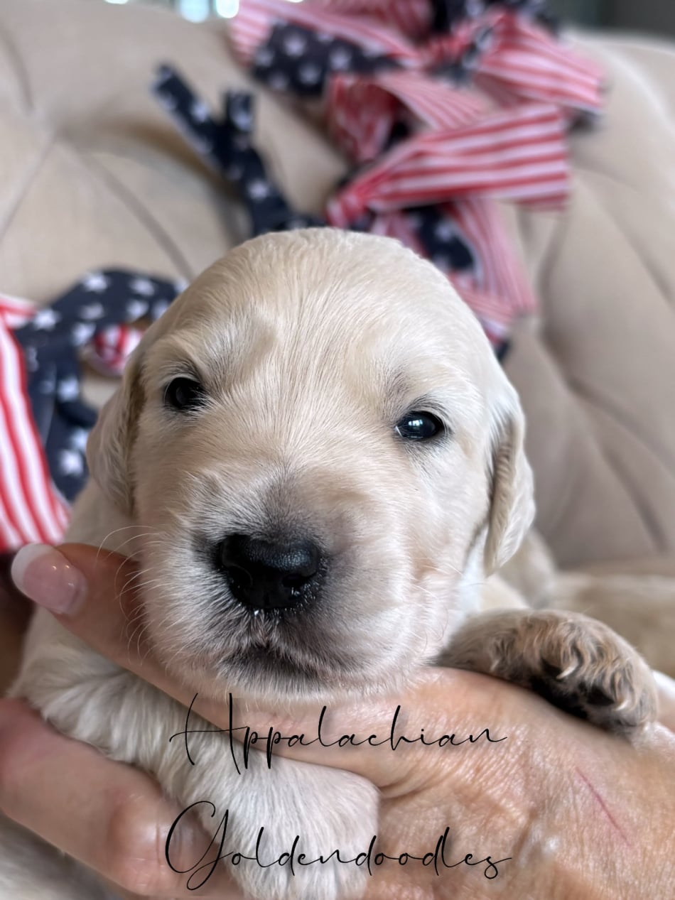 Zoyas Goldendoodle puppies