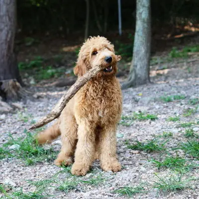 Yogi, Our Red F1 Goldendoodle